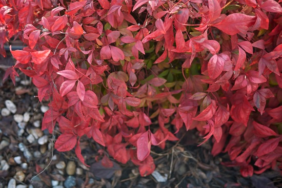 Nandina, en av julens røde planter