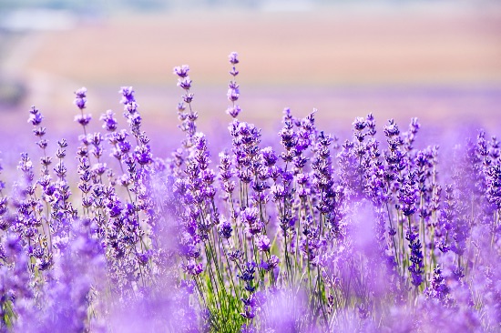 Lavendel, en av de vakreste tørkebestandige plantene