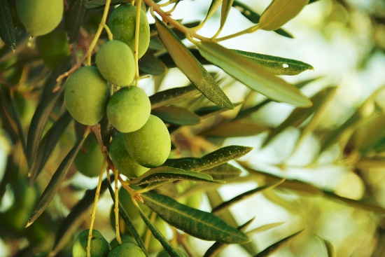 Oliventre med frukt