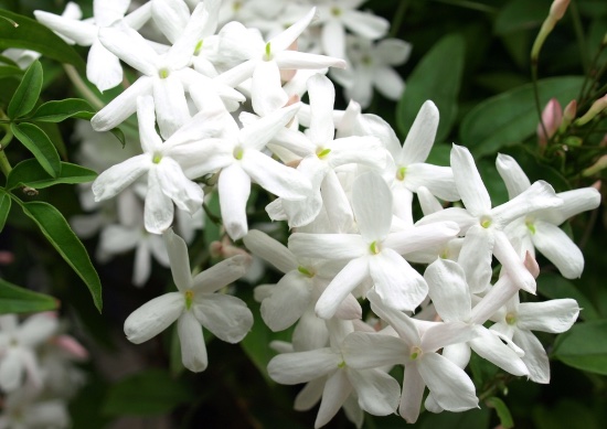 Jasmine, en av plantene som tiltrekker seg penger og velstand