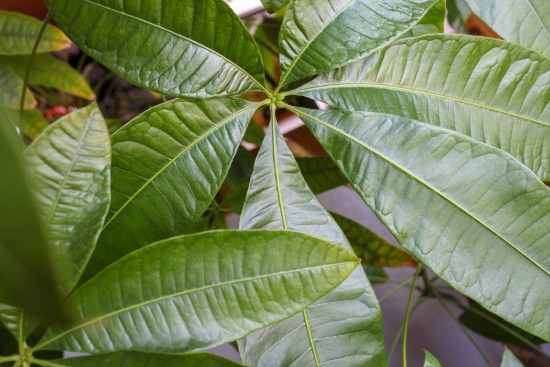 Pachira, en av plantene som tiltrekker seg penger og velstand