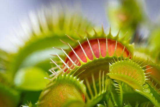 Hva spiser kjøttetende planter som Dionaea?