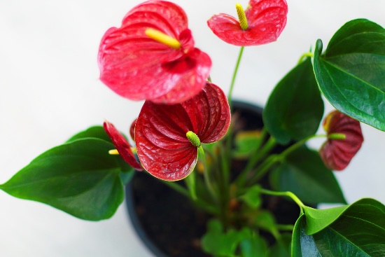 Anthurium, en av de enkleste inneplantene å ta vare på