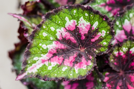 Begonia