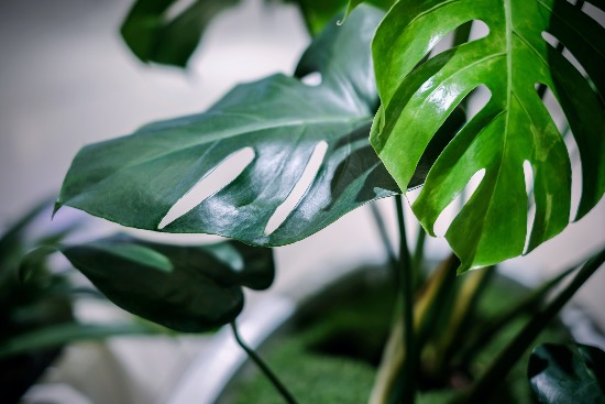 Deilig monstera