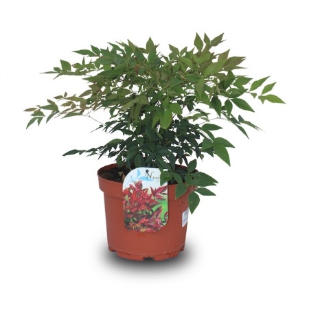 Nandina, en busk som skiller seg ut blant de forskjellige typene juleplanter