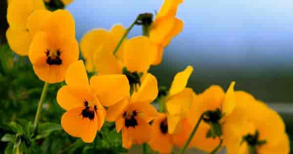 Flowering Yellow Pansies