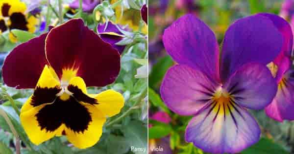 pansy flower and the viola flower side by side