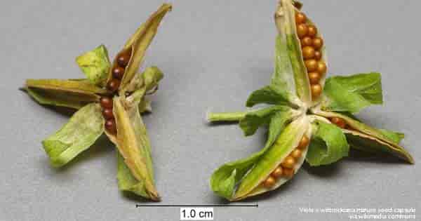 Viola × wittrockiana mature seed capsule via wikimedia commons