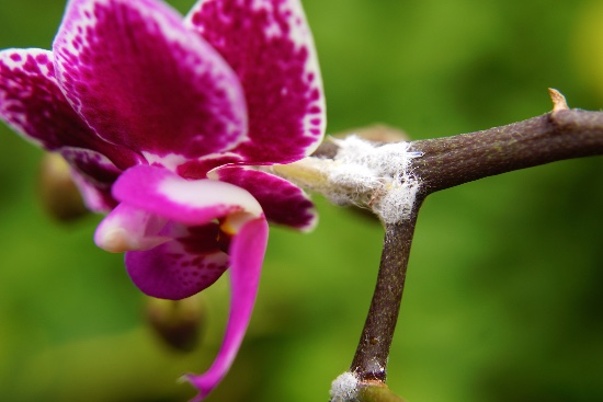 Mealybug, en av de farligste orkide skadedyrene