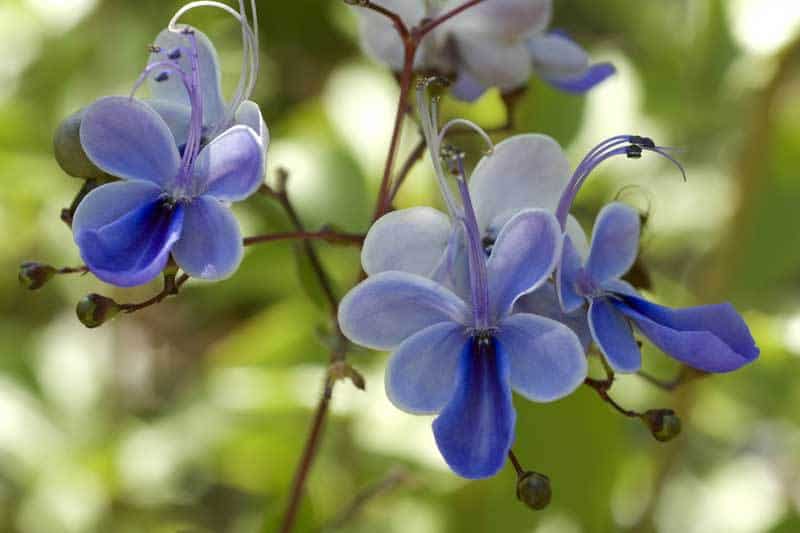 clerodendrum-blue-08312015