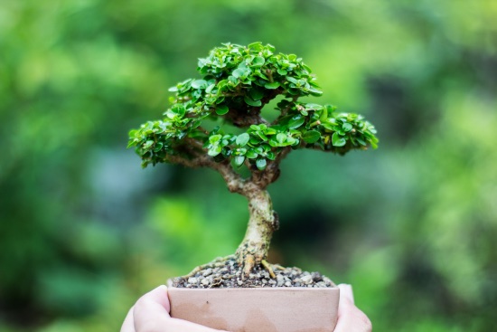 5 grunner til å gi en bonsai