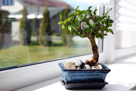 Plasseringen, en av de viktigste innendørs bonsai bryr seg om ditt velvære