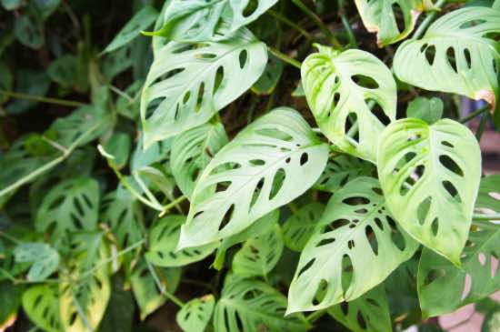 Monstera Adansonii går