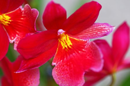Tilstrekkelig lys for Cambria orkideer
