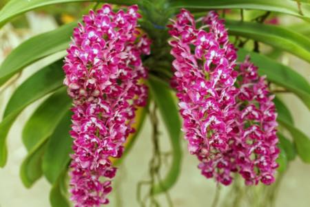 Det beste lyset for Vanda orkideer