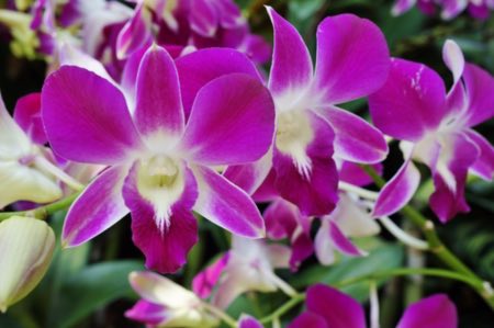 Det beste lyset for dendrobium orkideer