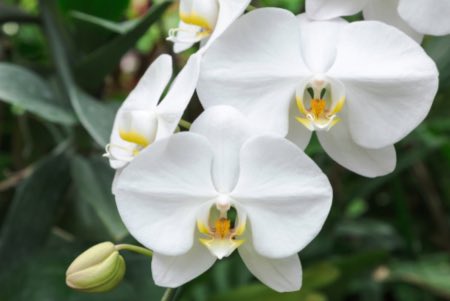 Det beste lyset for phalaenopsis orkideer
