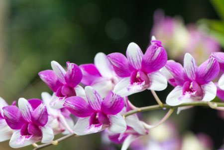Det beste lyset for cymbidium orkideer
