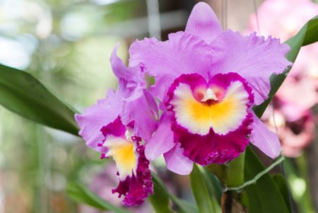 Det beste lyset for Cattleya orkideer
