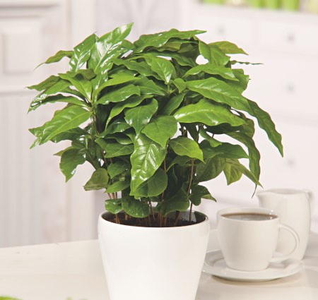 5 stell av kaffeplanten
