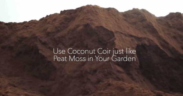 Use Coconut Coir just like Peat Moss in Your Garden 