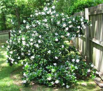gardenia-bush-blooming
