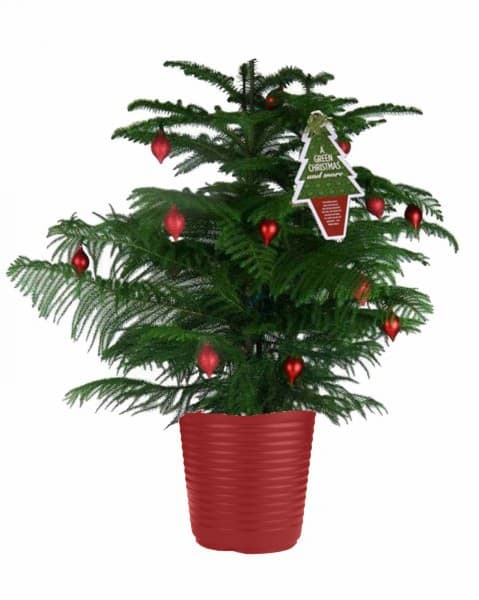 Dekorert Araucaraia plante - Norfolk Island Pine - bilde via Costco