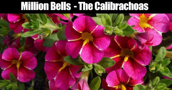 blomstrende millioner klokker calibrachoa planter