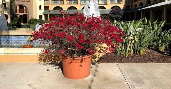 potted crimson red Bougainvillea at a Disney Resort 