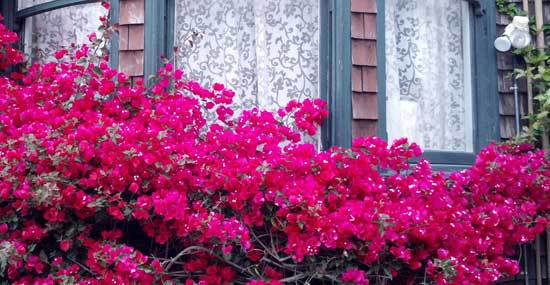 red bougainvillea blooming in front of window