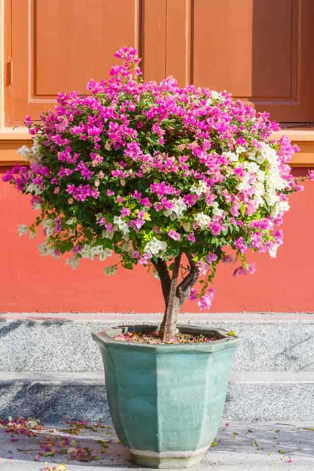 bougainvillea tree or standard in bloom