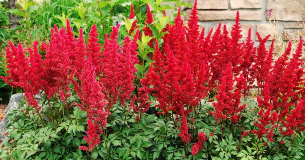 Bed of red blooming Astible Fanal