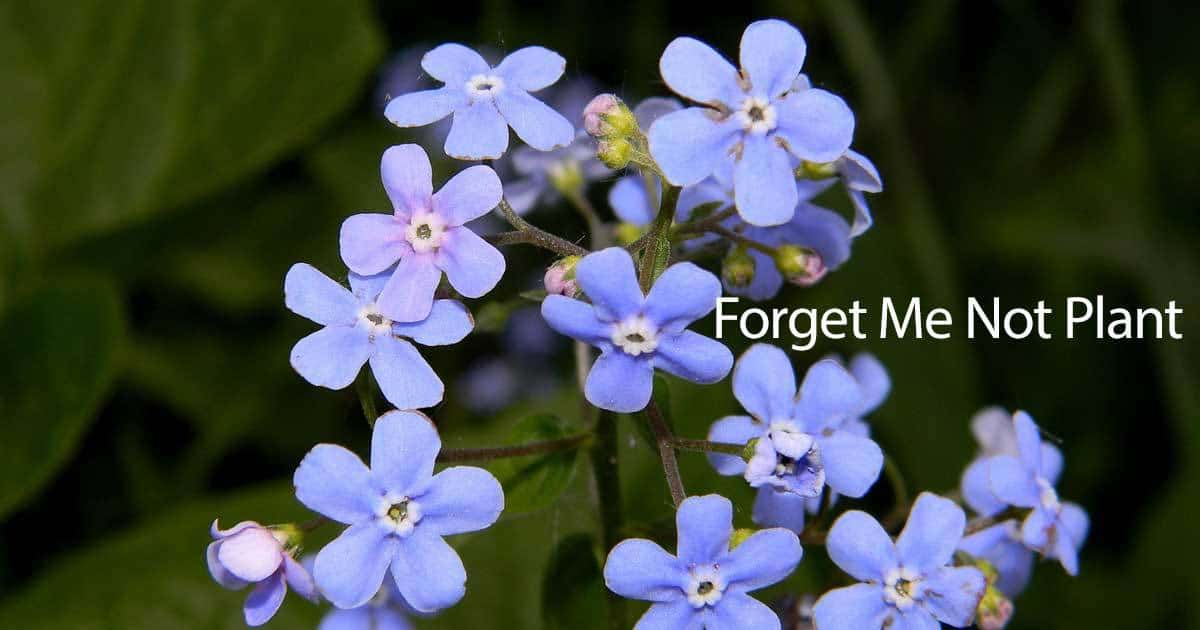 colorful forget me nots plant and flowers