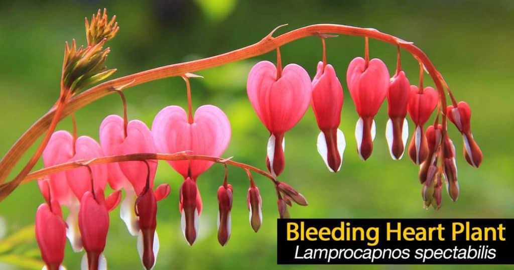 Flowering Bleeding Heart Plant, botanically Lamprocapnos spectabilis - formerly Dicentra spectablis