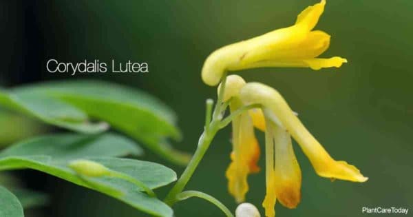 Yellow blooms of Corydalis Lutea