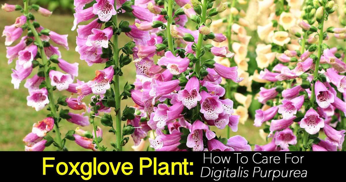 Flowers of the Foxglove - Digitalis purpurea