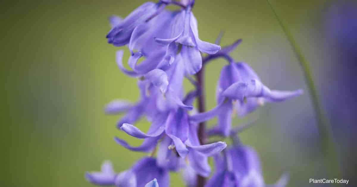 Blue Flowers of Hyacinthoides Hispanica