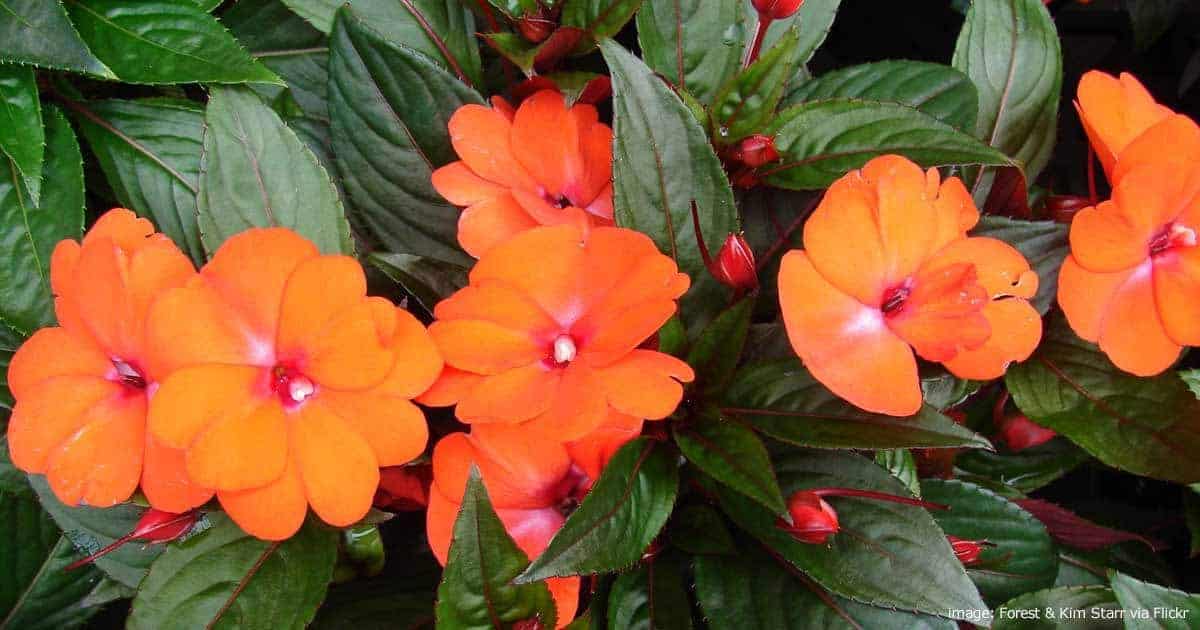 populær årlig blomst den imponerende New Guinea Impatiens