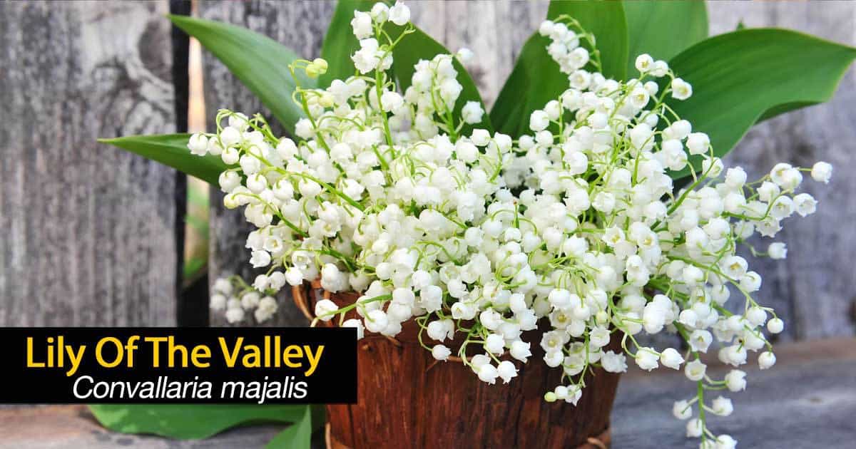 flowers of the lily of the valley