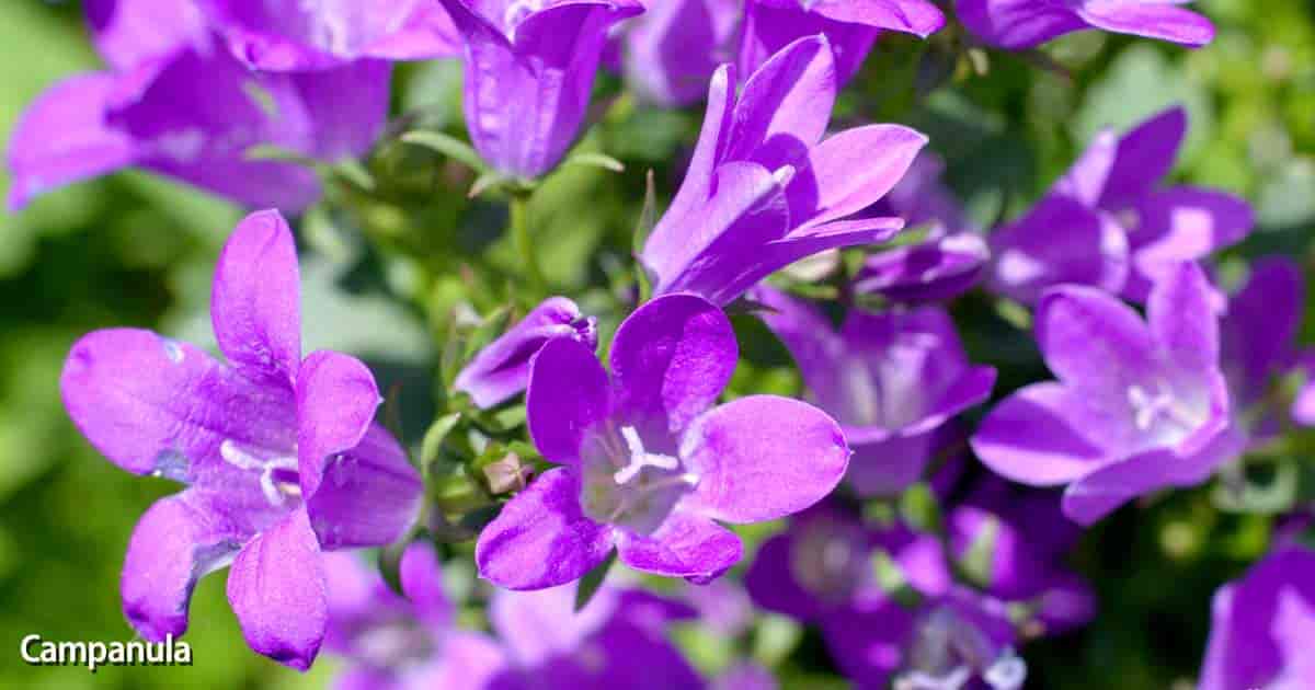 Purple flowers of the blooming Campanula portenschlagiana