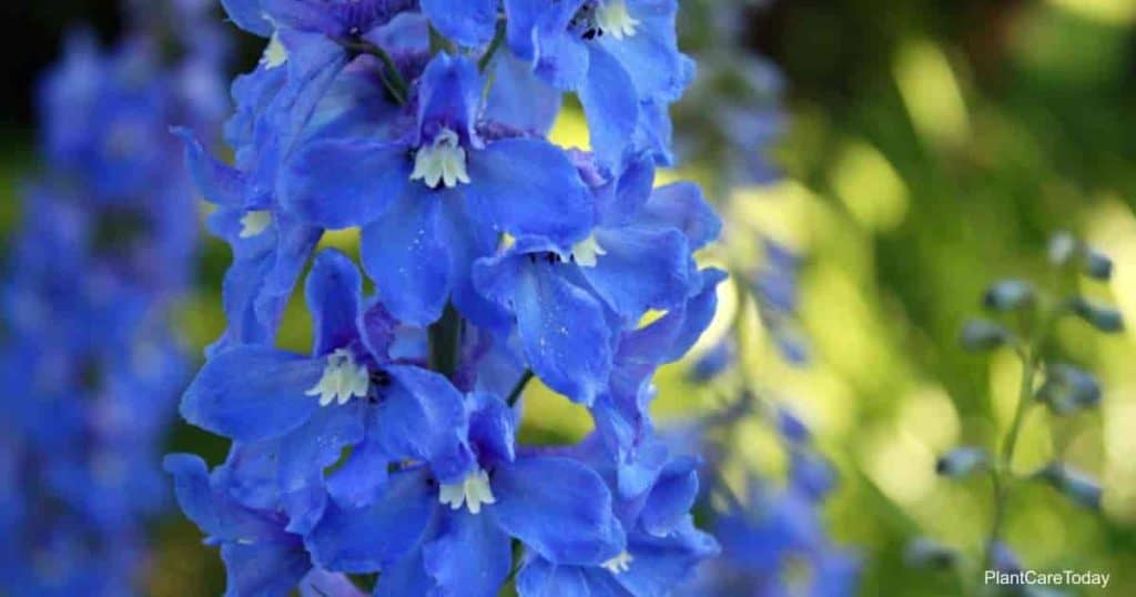 Blooming Blue Delphinium
