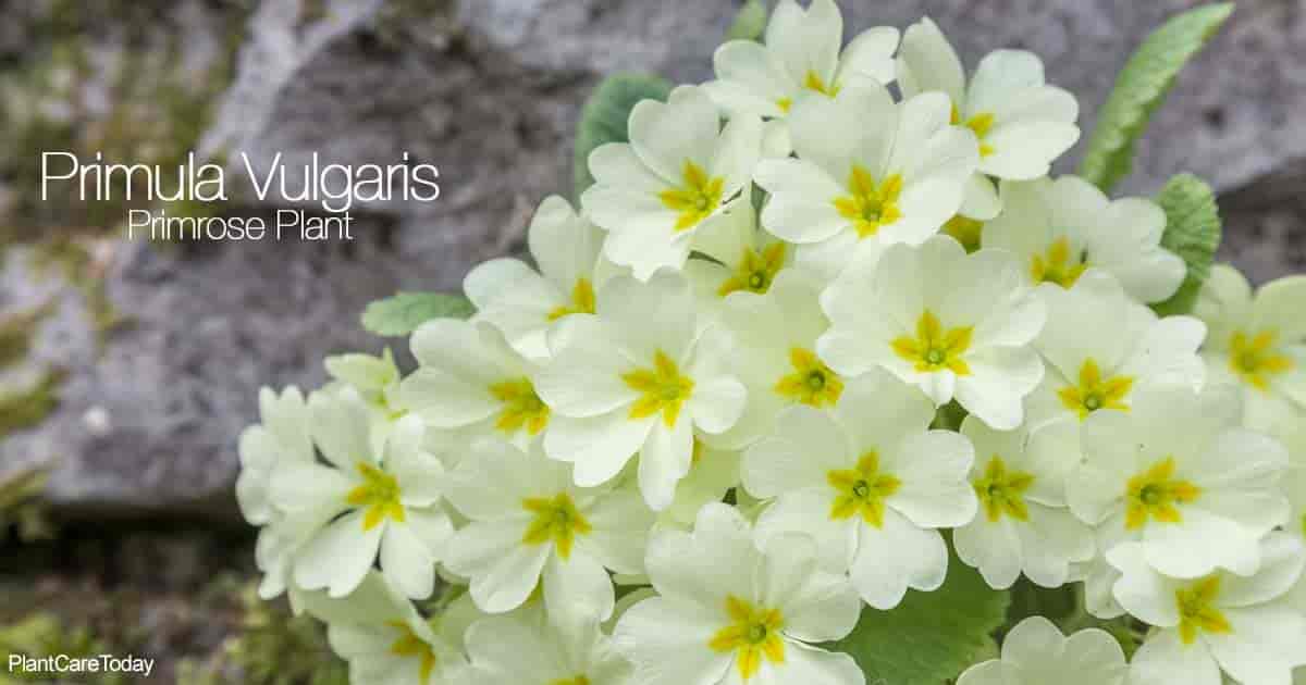 Cream colored blooms of Primula Vulgaris (Primrose Plant)