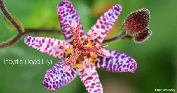 exotic orchid like Tricytis lily (toad lily)