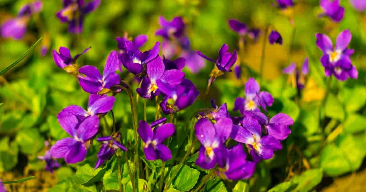 flowering viola plants