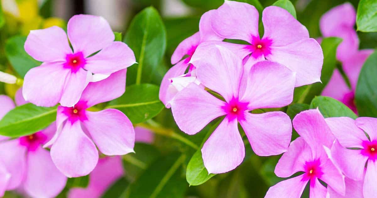 blooms of the periwinkle plant (Vinca)