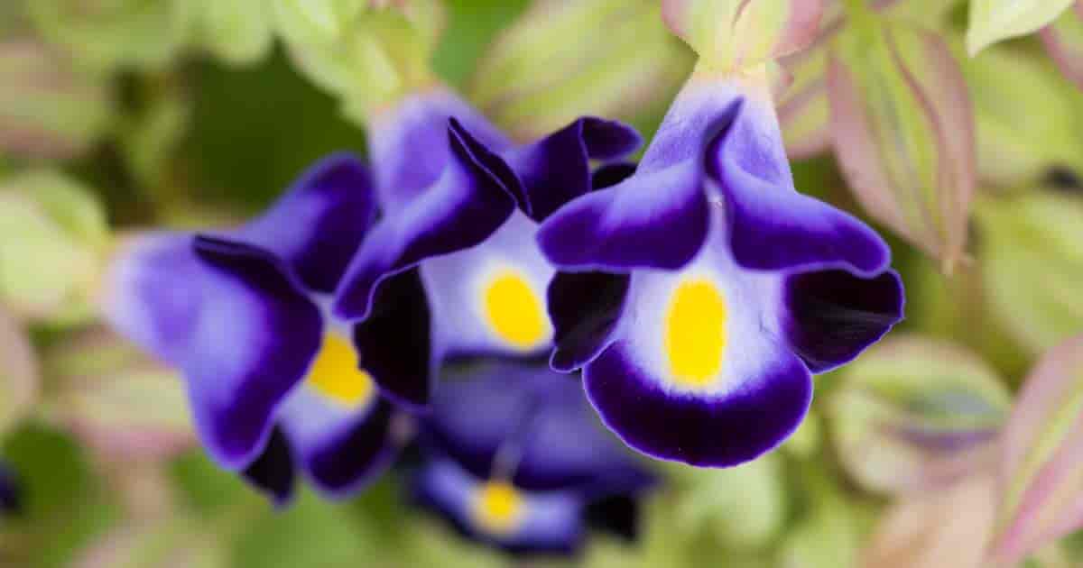 purple wishbone flowers up close