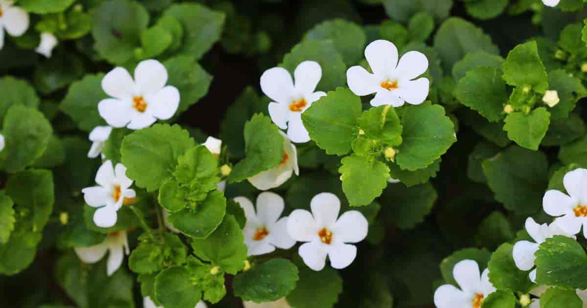 Flowering Bacopa (Sutera Cordata)