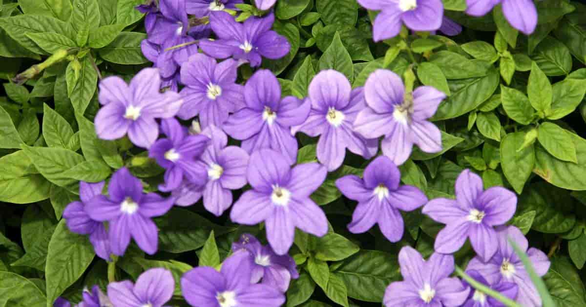 Browallia speciosa: Browallia series include Bells and Endless Illumination. This is a traditional annual with pretty, corrugated green leaves and an abundance of purplish blue flowers