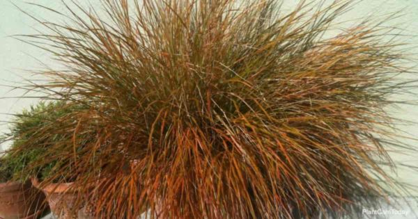 Potted grass Carex testacea